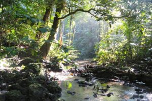 manfaat hutan lindung