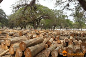 manfaat hutan produksi