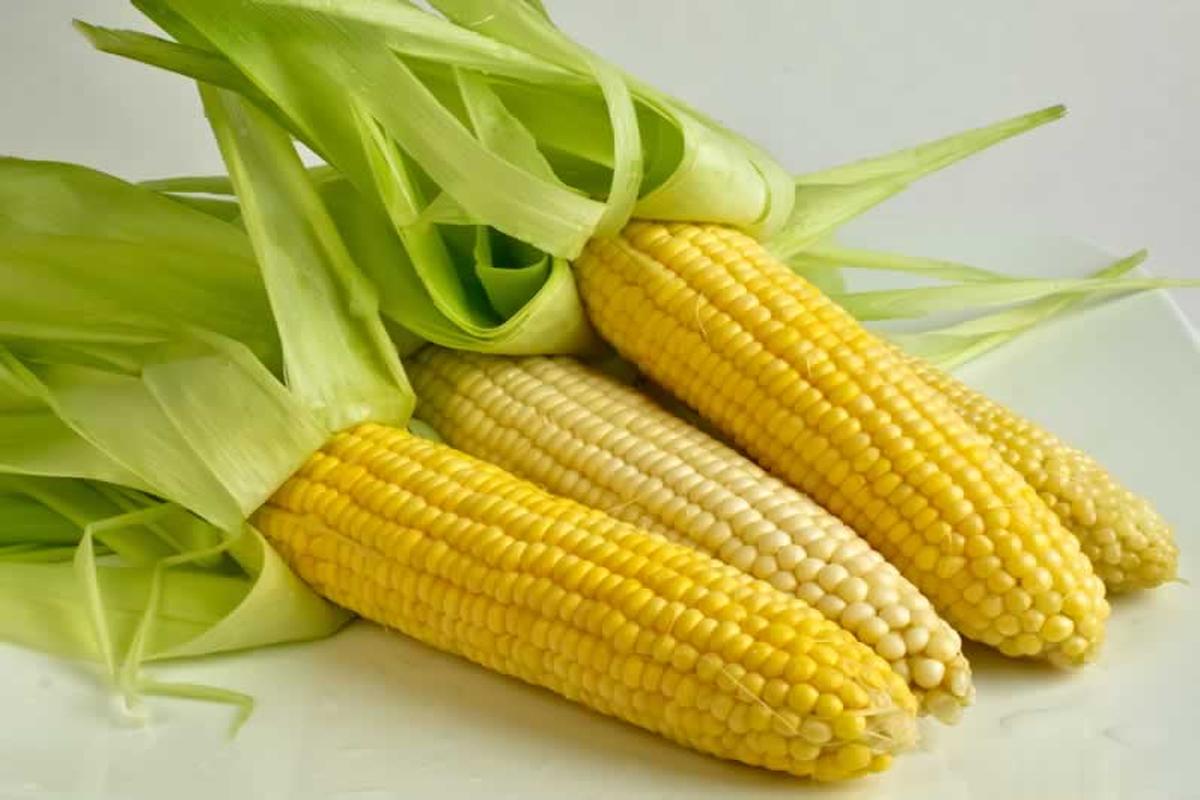 manfaat jagung
