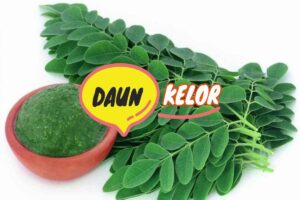 manfaat rebusan daun kelor
