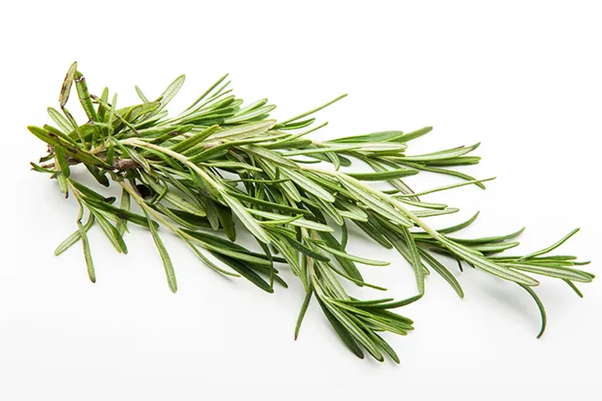 manfaat rosemary